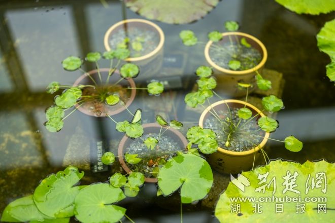 盧旺達睡蓮 鄧紅武攝.jpg.jpg