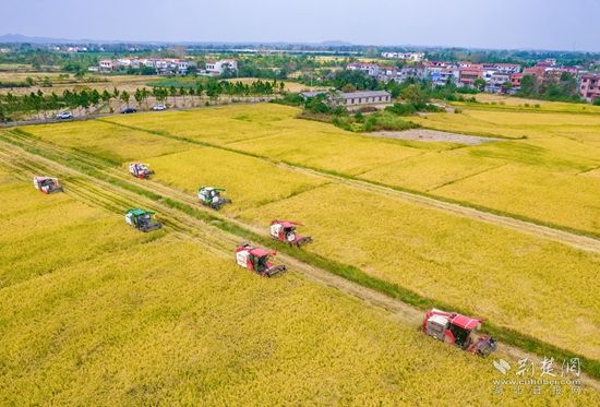 再生稻收割 .jpg.jpg