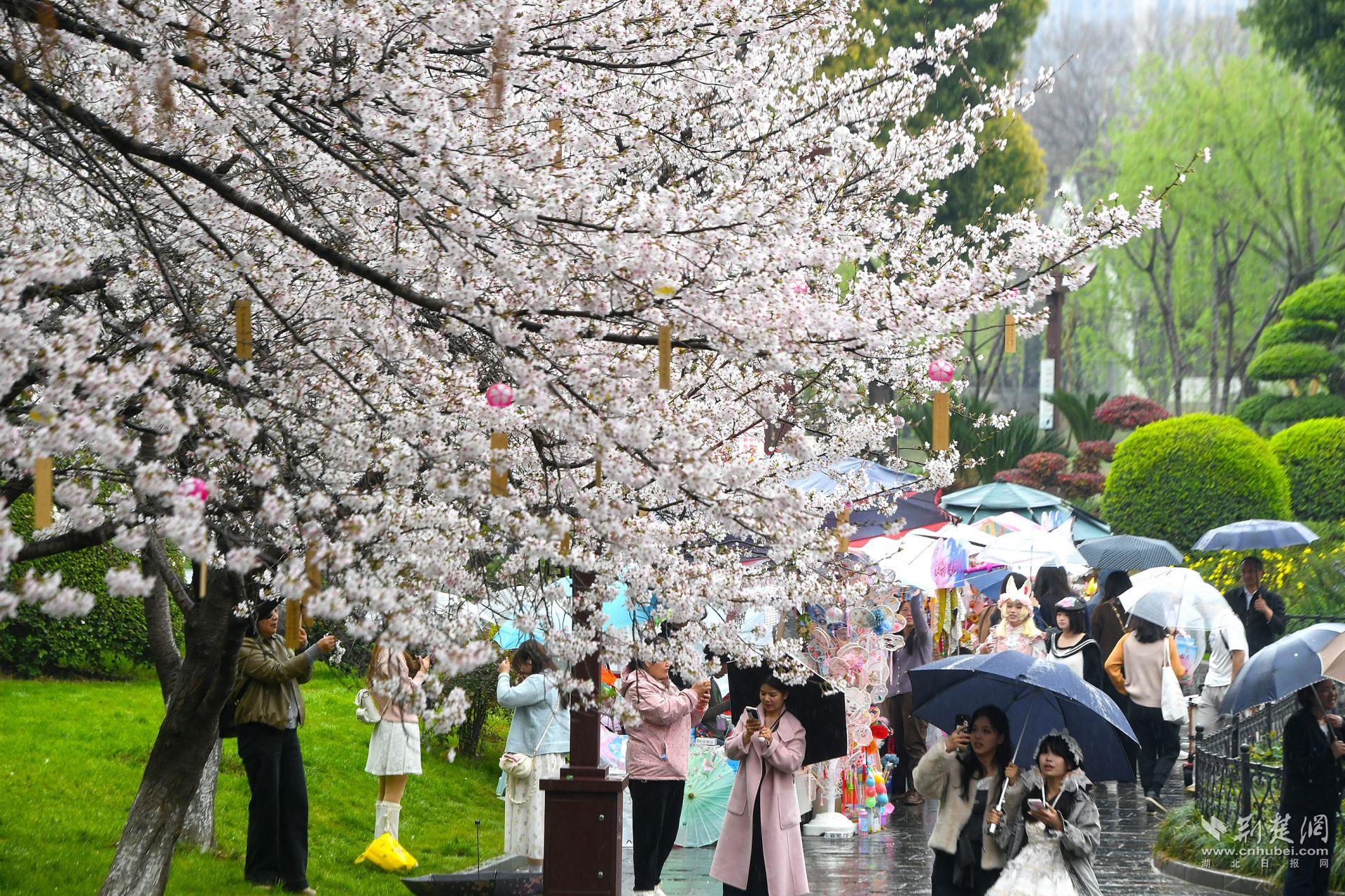 市民在堤角公園雨中賞櫻，1300余株櫻花按花期分為早、中、晚三期，紅粉白綠四色交織，花期可持續(xù)至四月上旬，游客總能找到心頭好.j
